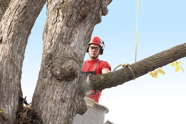 Best Tree Trimming and Pruning  in Exmore, VA